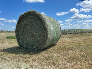 Hay There! - Wellborn 2R Beef