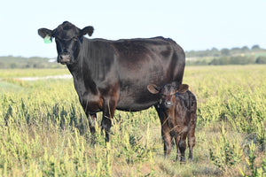 What Does Grass Fed and Grain Finished Really Mean - Wellborn 2R Beef