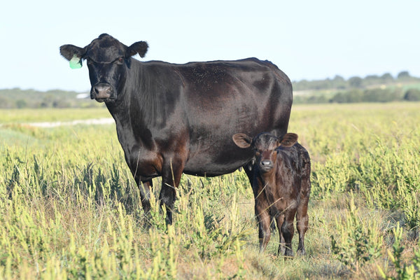 What Does Grass Fed and Grain Finished Really Mean - Wellborn 2R Beef