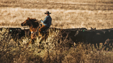 What is Cattle Verification? Wellborn 2R Ranch's Commitment to Ethical Ranching - Wellborn 2R Beef