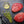 Cowboy 8-Pack - Wellborn2rbeef.com