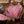 Prime Rib Roast (Bone-In) - Wellborn 2R Beef